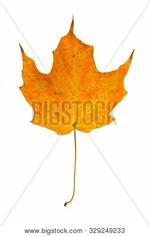 Sugar Mape Tree Leaves On White Background.