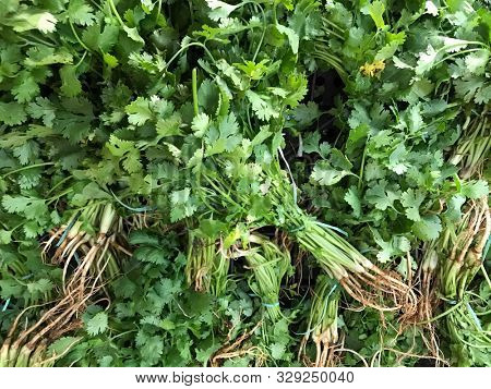 Coriander in the brazilian market