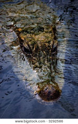 Gator