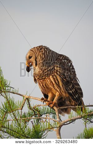 Barred Owl, Strix Varia, Perched In Cypress Tree Eating Crayfish In Everglades National Park, Florid