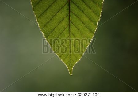 Tip Of Green Leaf. Close-up Of Dipterocarpus Leaf And Vein Structure Pattern.