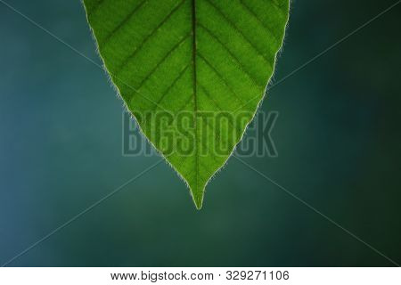 Tip Of Green Leaf. Close-up Of Dipterocarpus Leaf And Vein Structure Pattern.