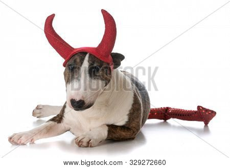 young female miniature bull terrier wearing devil horns isolated on white background