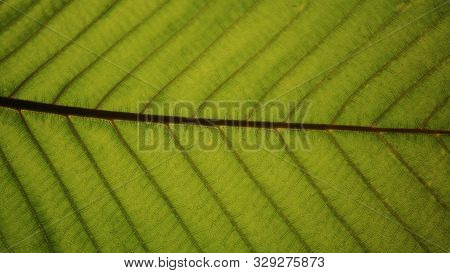 Green Leaf Texture Details. Close-up Of Dipterocarpus Leaf And Vein Structure Pattern.