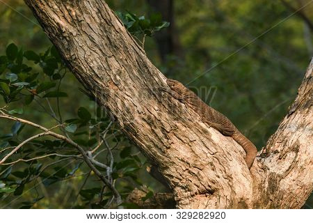 Bengal Monitor Or Indian Monitor Lizard Or Varanus Bengalensis On A Tree Trunk In Green Background D