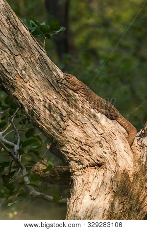 Bengal Monitor Or Indian Monitor Lizard Or Varanus Bengalensis On A Tree Trunk In Green Background D
