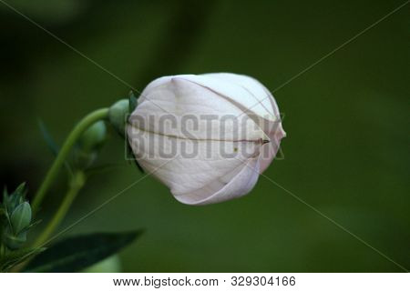 Balloon Flower Or Platycodon Grandiflorus Or Chinese Bellflower Or Platycodon Herbaceous Perennial P