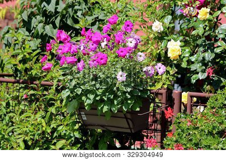 Bunch Of Pink And Light Violet Petunia Flowers Planted In Flower Pot On Side Of Metal Fence Surround