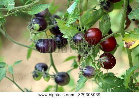 Bunch Of Ripe Ready For Picking Indigo Rose Small Dark Cherry Tomatoes Growing From Multiple Vines I