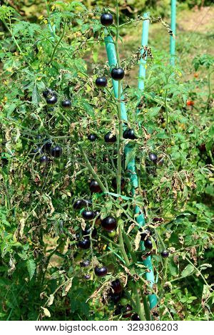 Densely Planted Ripe Ready For Picking Indigo Rose Small Dark Cherry Tomatoes Growing From Multiple 