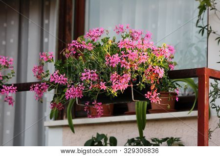 Flower Pot Filled With Densely Planted Light Pink Pelargonium Flowers On Side Of Metal Balcony Fence