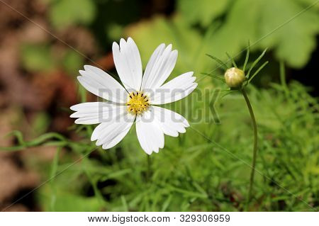 Garden Cosmos Or Cosmos Bipinnatus Or Mexican Aster Half Hardy Annual Plant With Fully Open Blooming
