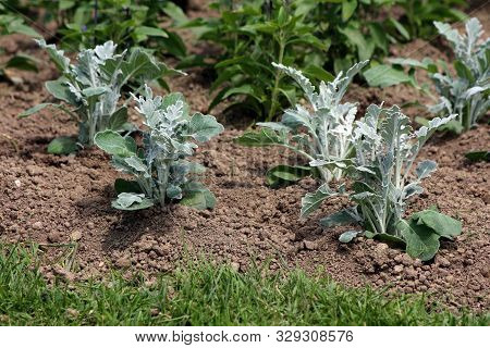 Multiple Senecio Cineraria Silver Dust Or Silver Ragwort Half Hardy Herbaceous Annual Foliage Shrub 