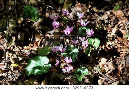 Purple Cyclamen Or Cyclamen Purpurascens Or Alpine Cyclamen Or European Cyclamen Tuberous Perennial 