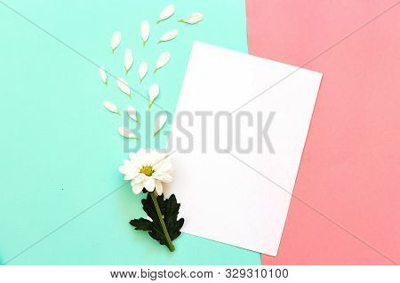 White Chrysanthemum With Copy Space On A Mint And Pink Background
