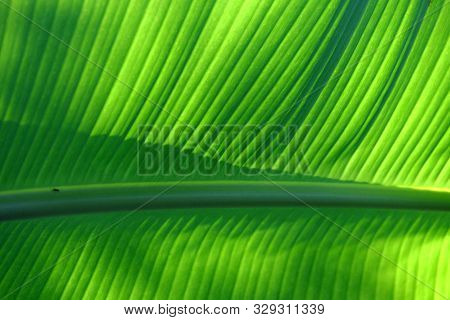 In Selective Focus Vein Pattern Of A Tropical Banana Palm Leaf With Warm Light And Shadow For Backgr