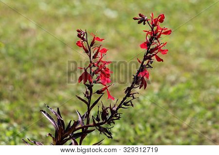 Two Cardinal Flower Or Lobelia Cardinalis Perennial Herbaceous Flowering Plants With Dark Lanceolate