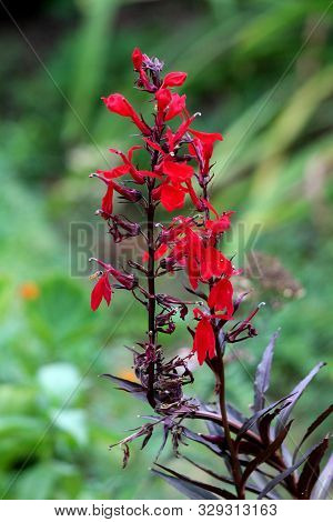 Upright Cardinal Flower Or Lobelia Cardinalis Perennial Herbaceous Flowering Plants With Dark Lanceo