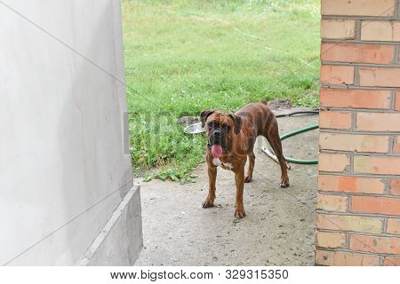 Summer Outdoors Portrait Of Geman Boxer Dog On Hot Sunny Day. Brown Tiger With Brindle Colored Boxer