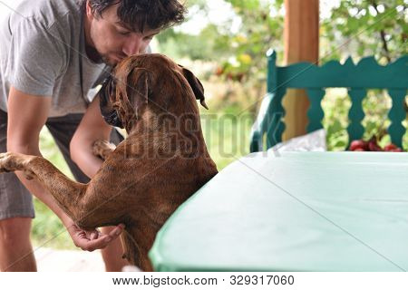 Summer Outdoors Portrait Of Geman Boxer Dog On Hot Sunny Day. Brown Tiger With Brindle Colored Boxer