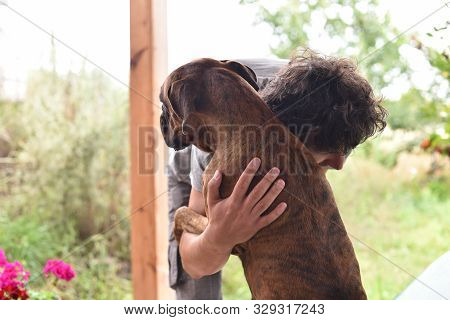 Summer Outdoors Portrait Of Geman Boxer Dog On Hot Sunny Day. Brown Tiger With Brindle Colored Boxer