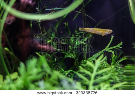 A Small Orange Oblong Fish In The Ocean Swims Among Ocean Plants. Underwater Flora And Fauna. Free S