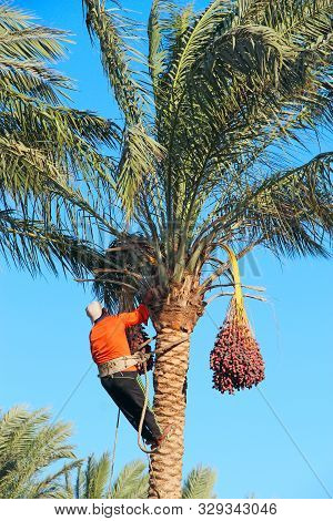 Men Harvest Dates On Palm Tree. Workers Gather Dates Growing On Palm Tree