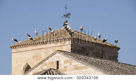 Storks Resting From Your Trip