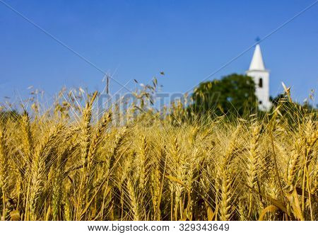 Photo Of A Wheat Field. Beautiful Golden Field Crops. White Church Tower In The Background. Sunny Br