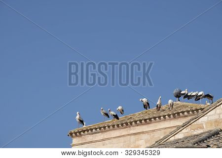 Storks Resting From Your Trip