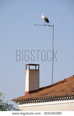 Storks Resting From Your Trip