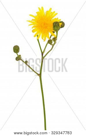 Tragopogon Pratensis Flower, Meadow Salsify Flower Isolated On White Background