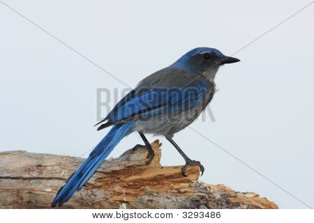Scrub Jay