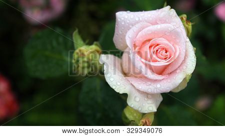 Pale Pink Rose With Rose Droplets Closeup Selective Focus.