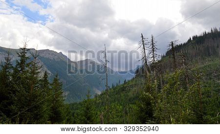 Dying Spruce Forests Due To Climate Change