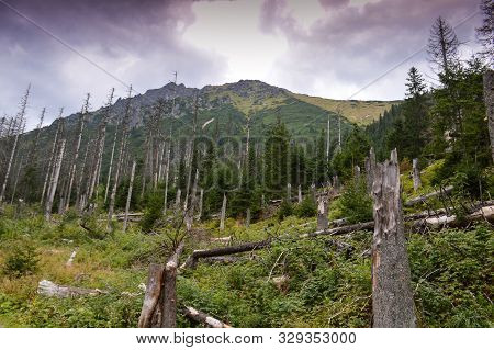 Dying Spruce Forests Due To Climate Change
