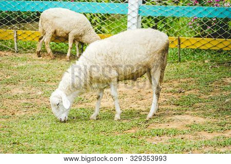 Small Baby Sheep Eating The Greass In The Zoo In Phu Quoc, Vietnam