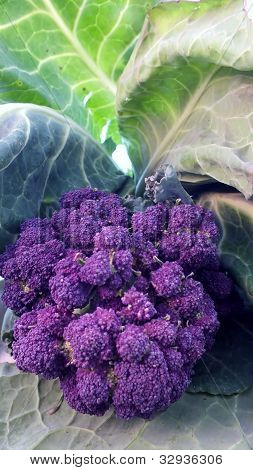brocoli sprouting violet