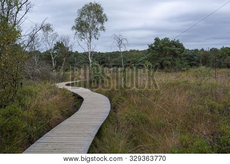 Landscape With Kempen Forests In North Brabant, Netherlands In Autumn