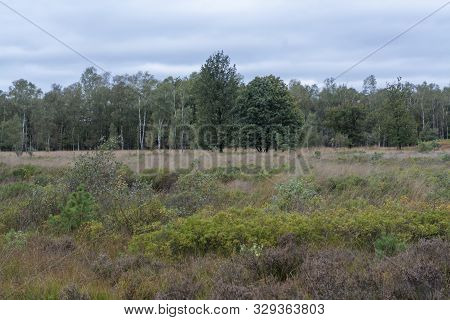 Landscape With Kempen Forests In North Brabant, Netherlands In Autumn