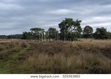 Landscape With Kempen Forests In North Brabant, Netherlands In Autumn