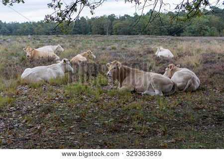 Herd Of Beige Cows And Bulls Resting On Moorland In Kempen Forest, Brabant, Netherlands