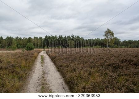 Landscape With Kempen Forests In North Brabant, Netherlands In Autumn