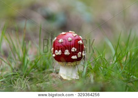Red Amanita Unedible Toxic Forest Mushroom