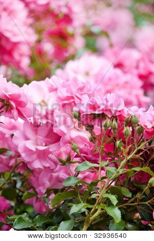 Rose Rosa