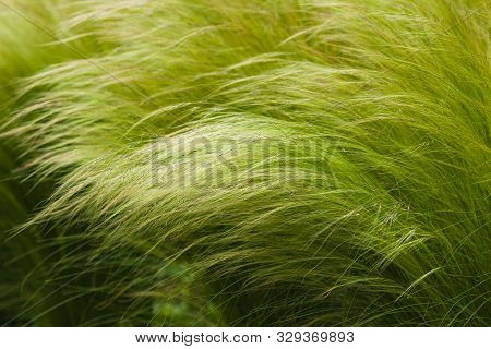 Picturesque Grass With A Long Shiny Pile Of Barley Maned With The Latin Name Of Hordeum Jubatum