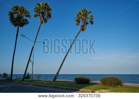 Three Coconut Palm Trees On Blue Sky Background At Pranburi, Prachuabkirikhan Province, Thailand