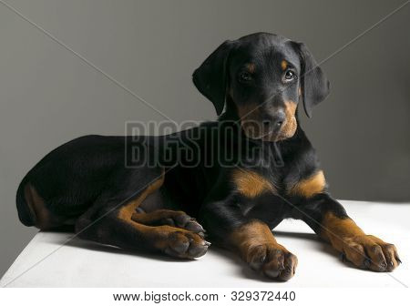 Doberman Puppy Dog Three Months Old Is Lying On The Table