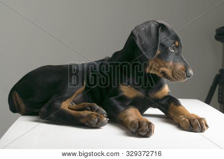 Doberman Puppy Dog Three Months Old Is Lying On The Table