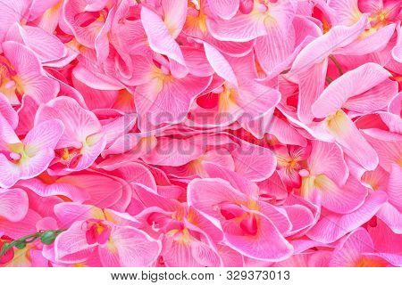 Bright Pink Background With A Large Number Of Buds